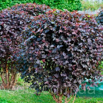 Пухироплідник калинолистий Diablo (Діабло) у контейнері 2 л