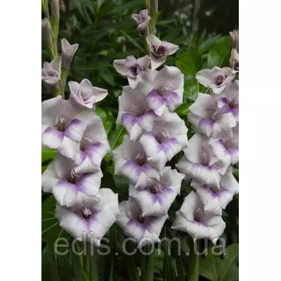 Гладіолус бамбіно Condor Pasa (2 квітконоса) 3 шт./уп.