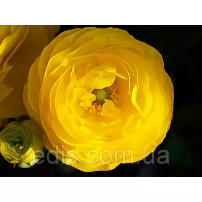 Жовтець (ранункулюс/лютик) азіатський жовтий 3 шт.