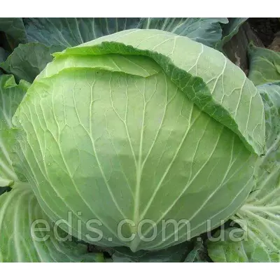 Капуста білоголова Українська Осінь 50 г, вагове насіння Яскрава
