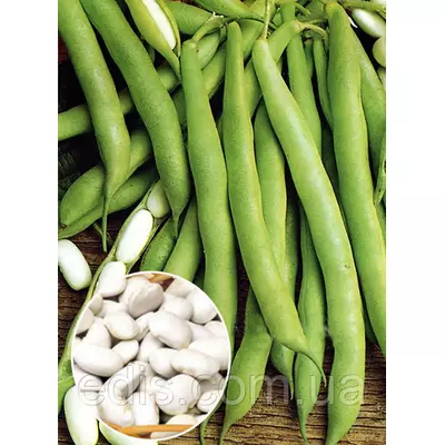 Квасоля кущова Файний Ясь 500 г (кущова), вагове насіння, Яскрава