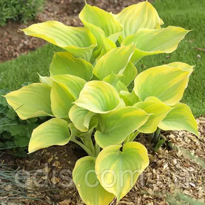 Хоста Dutch Flame (Датч Флэйм) кореневище