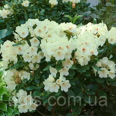 Рододендрон Flava у контейнері