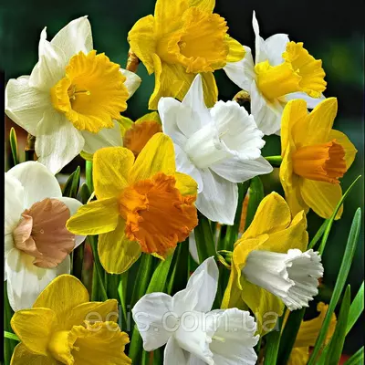 Нарцис Корончатий суміш 9 цибулин разбор Екстра/перший (великі)