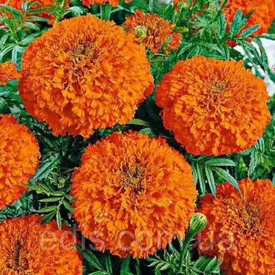 Чорнобривці високорослі Гаваї 0,5 г, насіння Яскрава