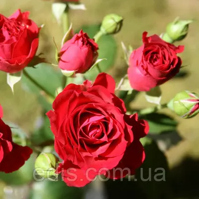 Троянда Спрей Червона