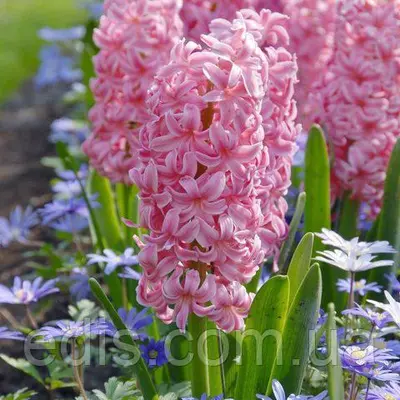 Гіацинт Anna Marie (Анна Марія) 1 цибулина (калібр 14/15 - великий)