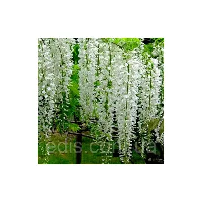 Гліцинія Alba 4-х річна в контейнері 2 л.