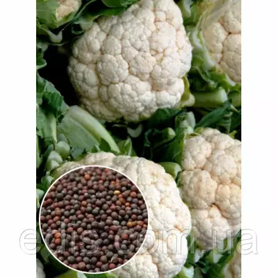 Капуста цвітна Альфа 20 г, насіння Яскрава