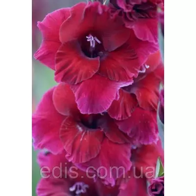 Гладіолус Plum Tart 10/12 3 цибулини