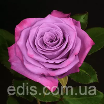 Троянда Муді Блу (Moody Blue) чайно-гібридна