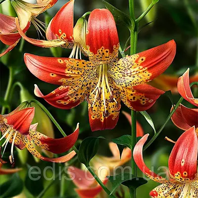 Лілія звисаюча Fusion 1 цибулина 14/16