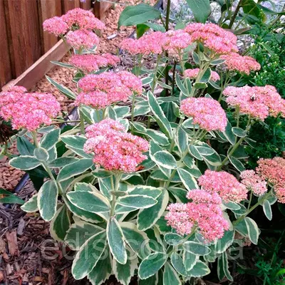 Седум (Очиток) Frosty Morn