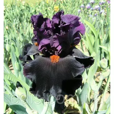 Ірис високий бородатий Black Magic Woman (Блек Меджик Вумен)