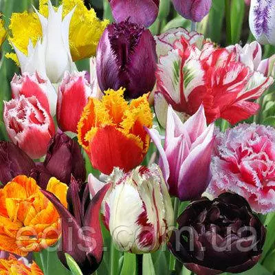 Колекція тюльпанів різних видів 25 сортів, 25 цибулин