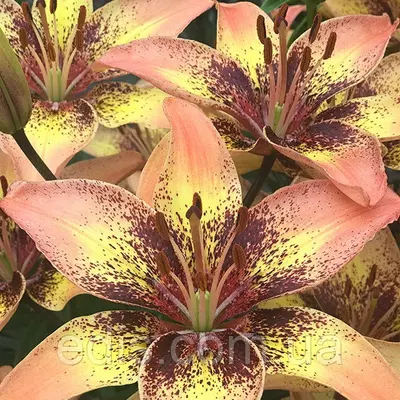 Лілія азіатська Tribal Dance 1 цибулина 12/14