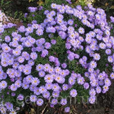 Айстра чагарникова низькоросла Blaubox (сентябринка), саджанець