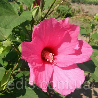 Гібіскус трав'янистий Love Story (Лав Сторі) кореневище