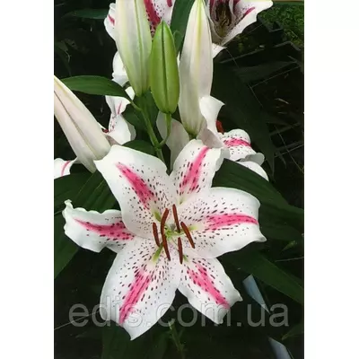 Лілія орієнтальна тигрова Hotspot (Хотспот) 1 цибулина 12/14