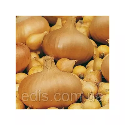 Цибуля севок Штуттгартер Різен 0,5 кг (середньоранній)