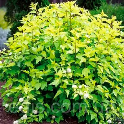 Пухироплідник головчастий Tilden Park (Тільден Парк) в контейнері