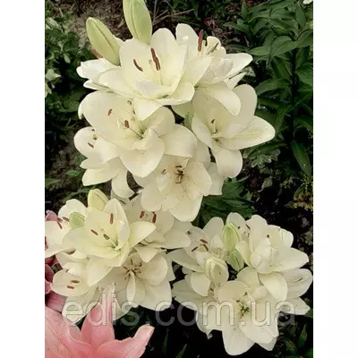 Лілія азіатська махрова Annemarie's Dream (Еннмарієс Дрім) 1 цибулина 12/14