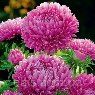 Айстра карликова Рожеве диво 0,3 г насіння Яскрава