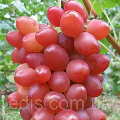 Виноград Софія