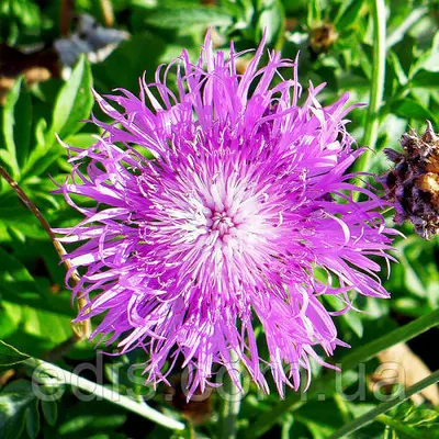 Волошка багаторічна рожева, саджанець