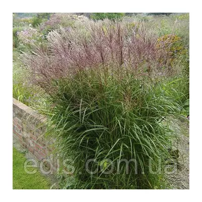 Міскантус Sirene