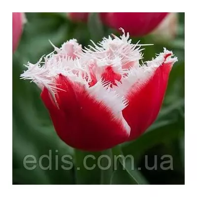 Тюльпан оторочений New Santa (Нью Санта), 3 цибулини