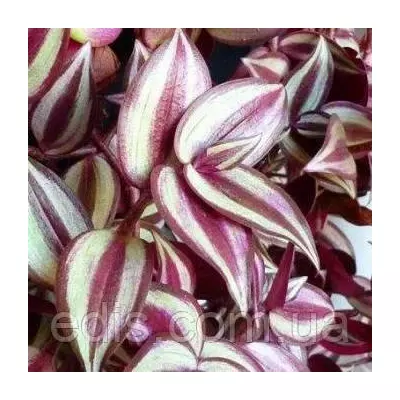 Традесканція зебрина Violet 10-20 см, 5/+ шт., 0,2 л.