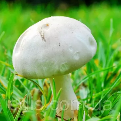 Печериця садовий 50 г (міцелій грибів)