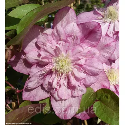 Клематис Innocent Glance (Інносент Гланс)