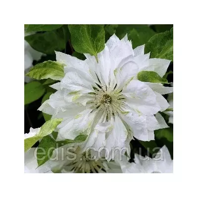 Клематис Yukiokoshi (Юкіокоші)