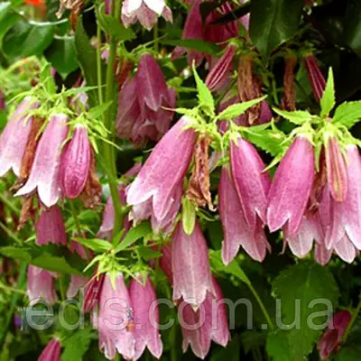 Дзвоник крапчастий рожевий, саджанці