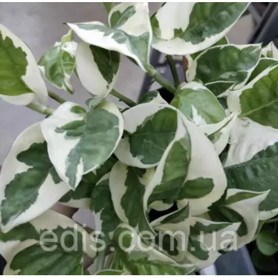 Сциндапсус N Joy (Епіпремнум), кімнатна рослина, 2-3 шт., 15-25 см., 1-1,5 л.