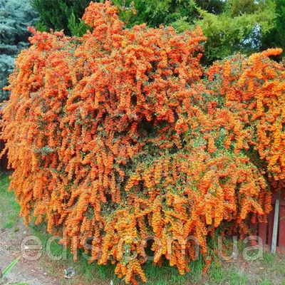 Піраканта Orange Glow у контейнері