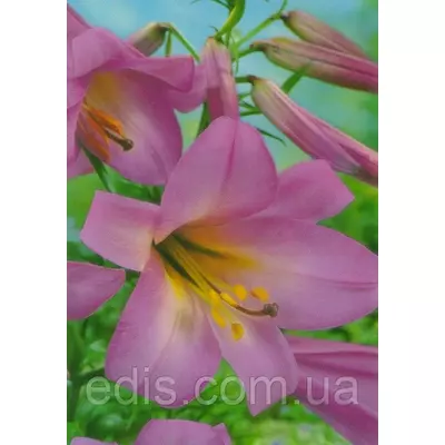 Лилия LO гибрид Pink Perfection (Пінк Перфекшн) 1 цибулина 12/14