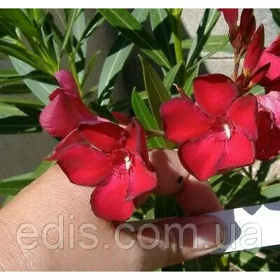 Олеандр вишневий Cherry Star (Чері Стар) кімнатна рослина