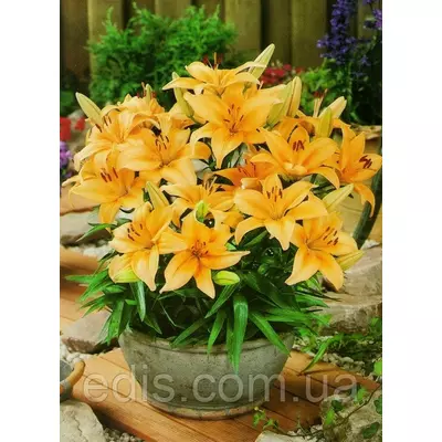 Лілія низькоросла Buff Pixtie (Бафф Піксті) 1 цибулина 12/14