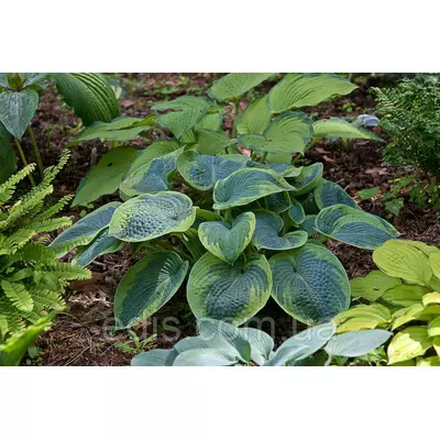 Хоста Tokudama (Токудама) коyntqyth 0.5-1 л.