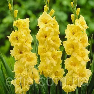 Гладіолус Nova Lux 3 шт./уп., великоквітковий