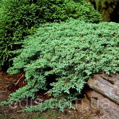 Ялівець Nana (Нана) у контейнері 2 л