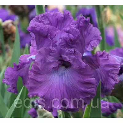 Ірис високий бородатий Aristocracy (Аристократія)