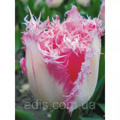 Тюльпан Huis ten Bosch (Хейс тен Бош) оторочений 3 цибулини