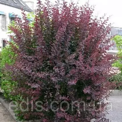 Барбарис оттавский Auricoma у контейнері 2 л