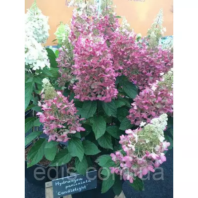 Гортензія Candlelight (Кенделлайт) волотиста в контейнері 2 л