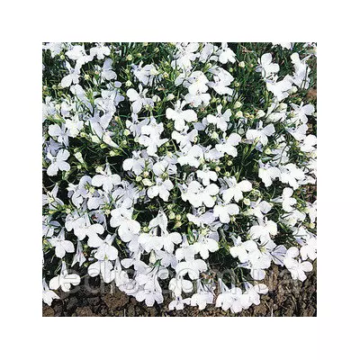 Лобелія Білий килим 0,1 г