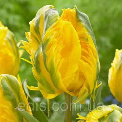 Тюльпан папуговий Jan van Nes Parrot (Ян Ван Нес Перрот) 3 цибулини